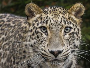 沃尔沃集团参与濒危波斯豹保护项目